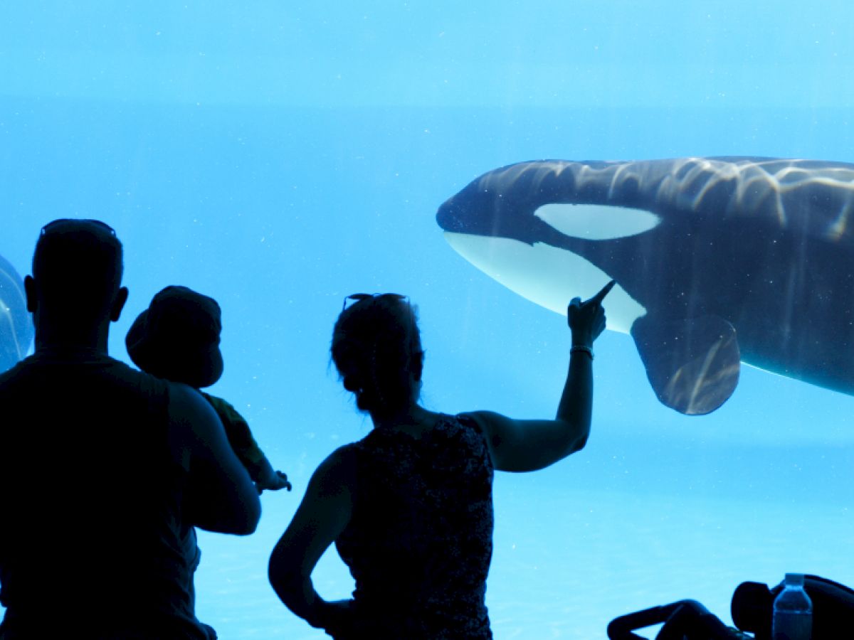 A family watches and points at orcas swimming in an aquarium through a large viewing window.