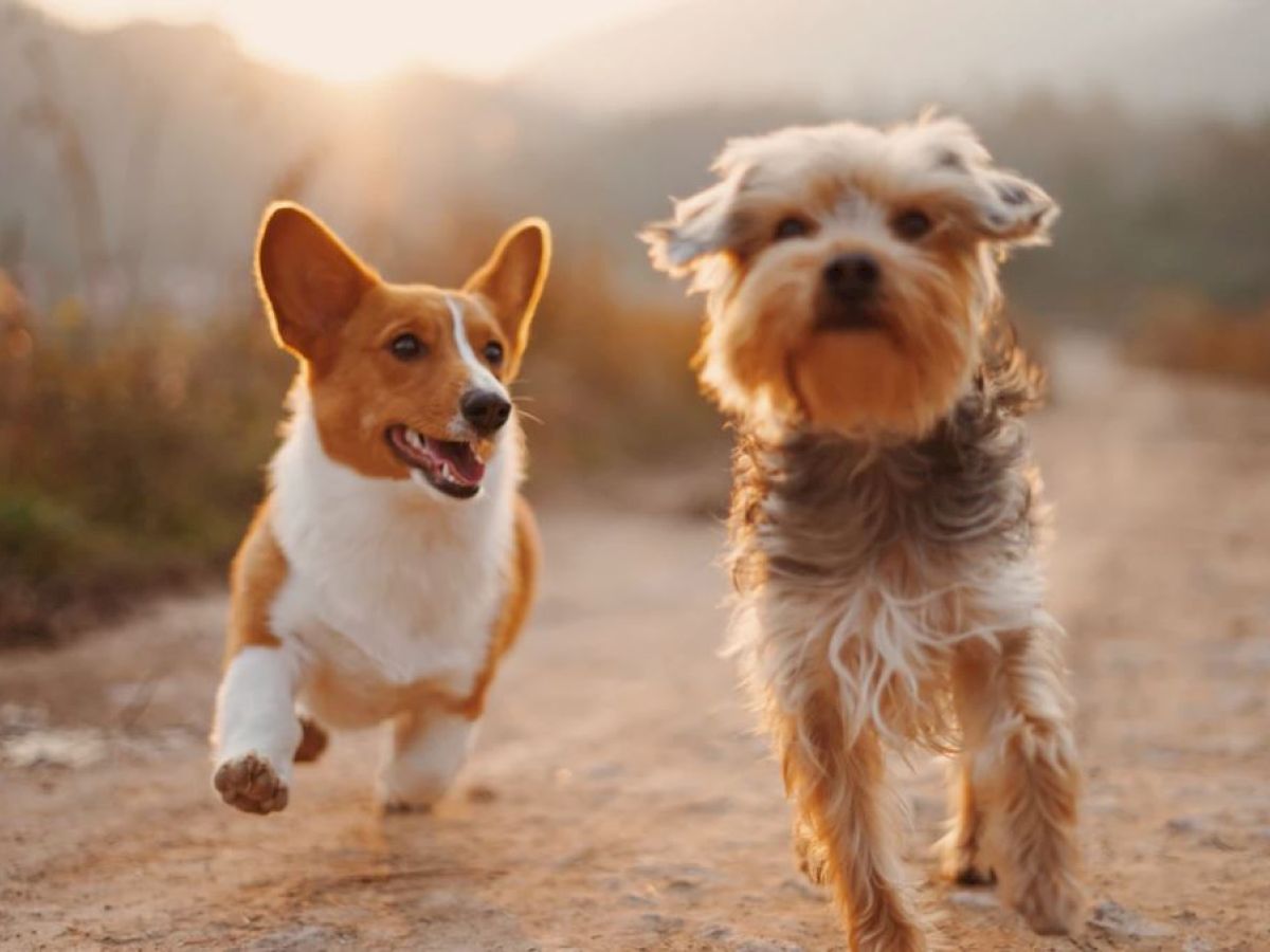 Two dogs, a corgi and a terrier, are happily running on a dirt path, enjoying a sunny day outdoors.