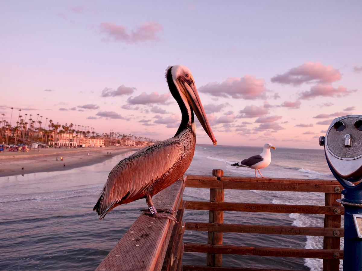 A pelican perched on a pier railing with a seagull and a binocular viewer in the background, set against a scenic coastal sunset view.