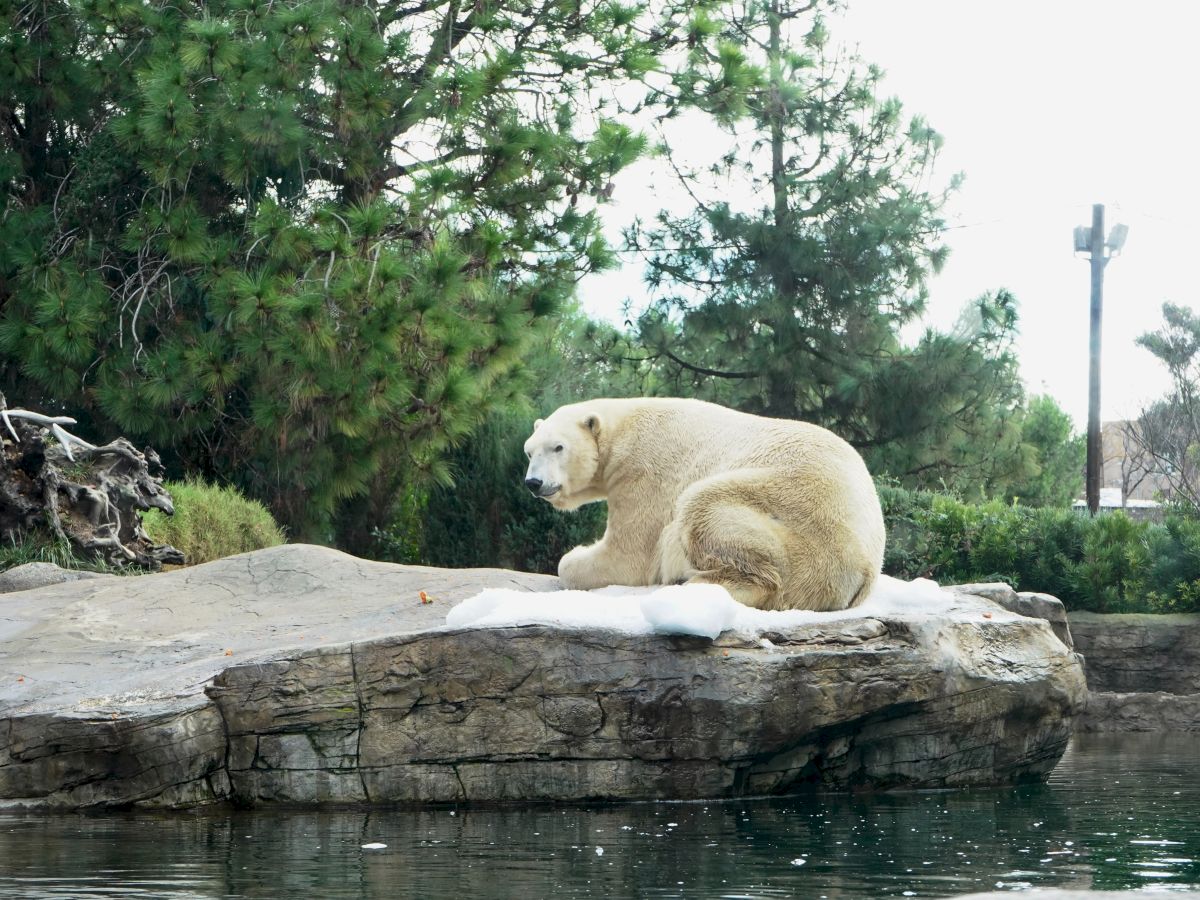 A polar bear is resting on a large rock surrounded by water in what appears to be a zoo or wildlife park, with trees in the background.