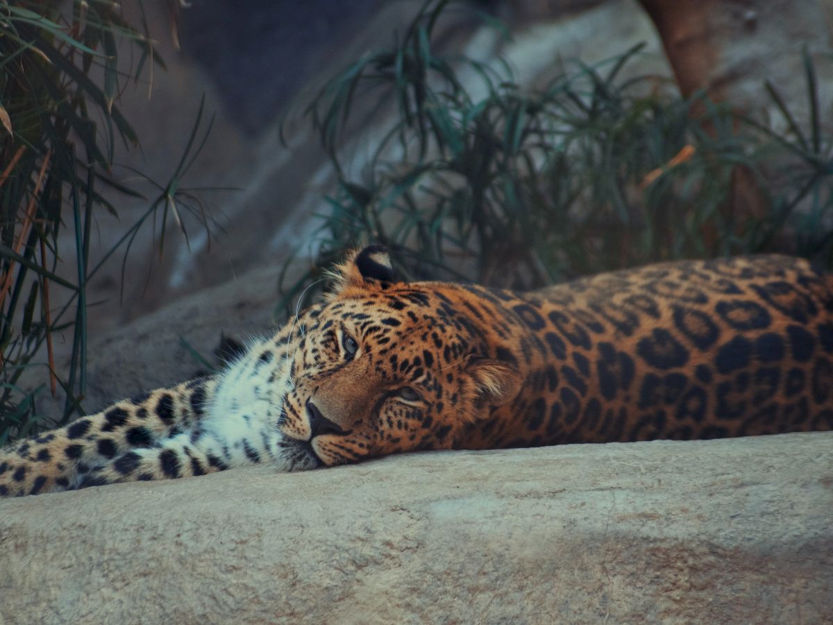 A leopard is lying down on a rock, looking relaxed and comfortable, with greenery in the background.