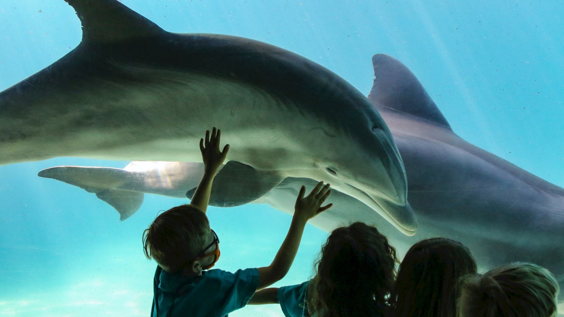 Children are watching dolphins swim behind the glass at an aquarium.
