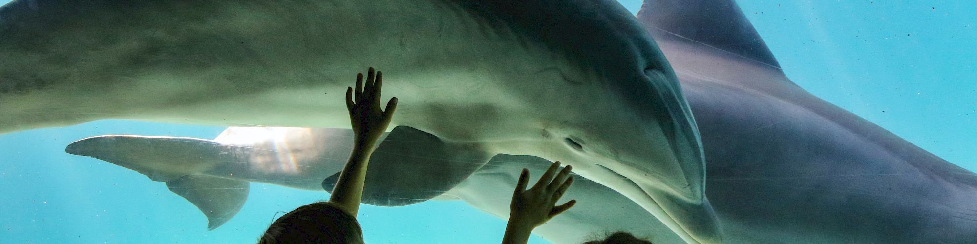 Children are watching dolphins swim behind the glass at an aquarium.