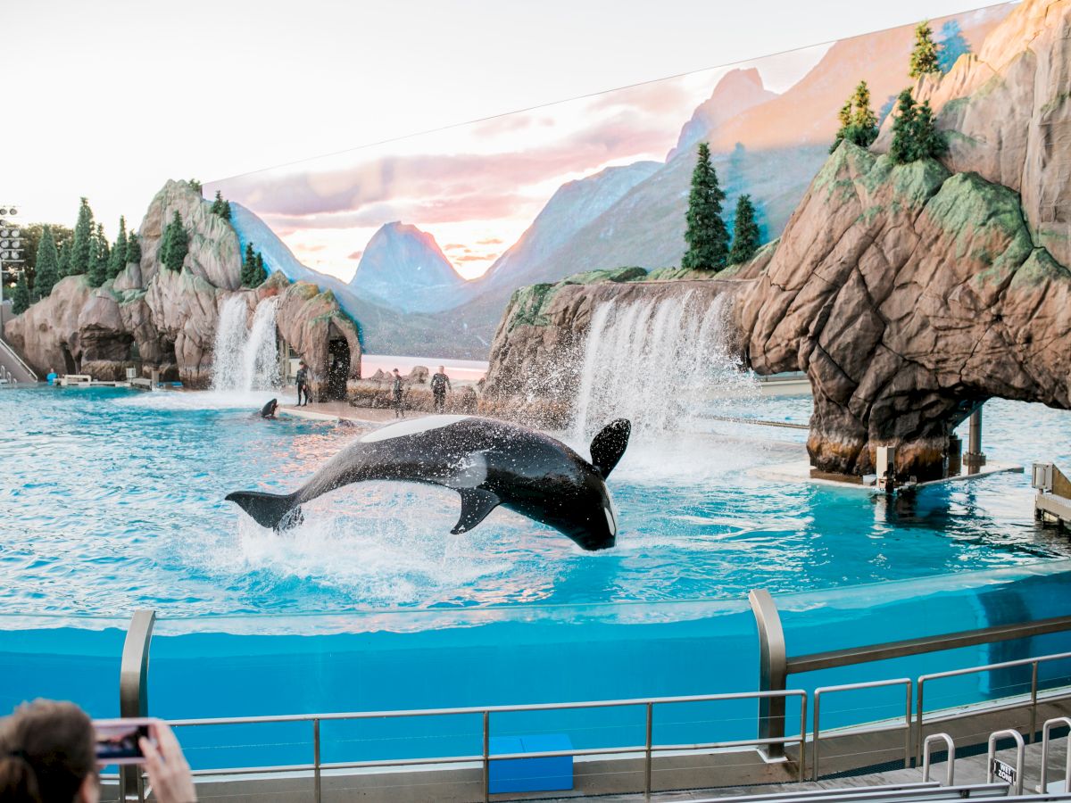 This image shows an orca leaping out of water during a performance in an aquatic theme park with a naturalistic backdrop, viewed by spectators.