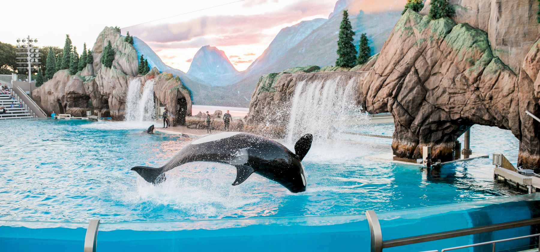 This image shows an orca leaping out of water during a performance in an aquatic theme park with a naturalistic backdrop, viewed by spectators.